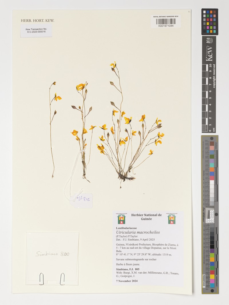 Utricularia macrocheilos