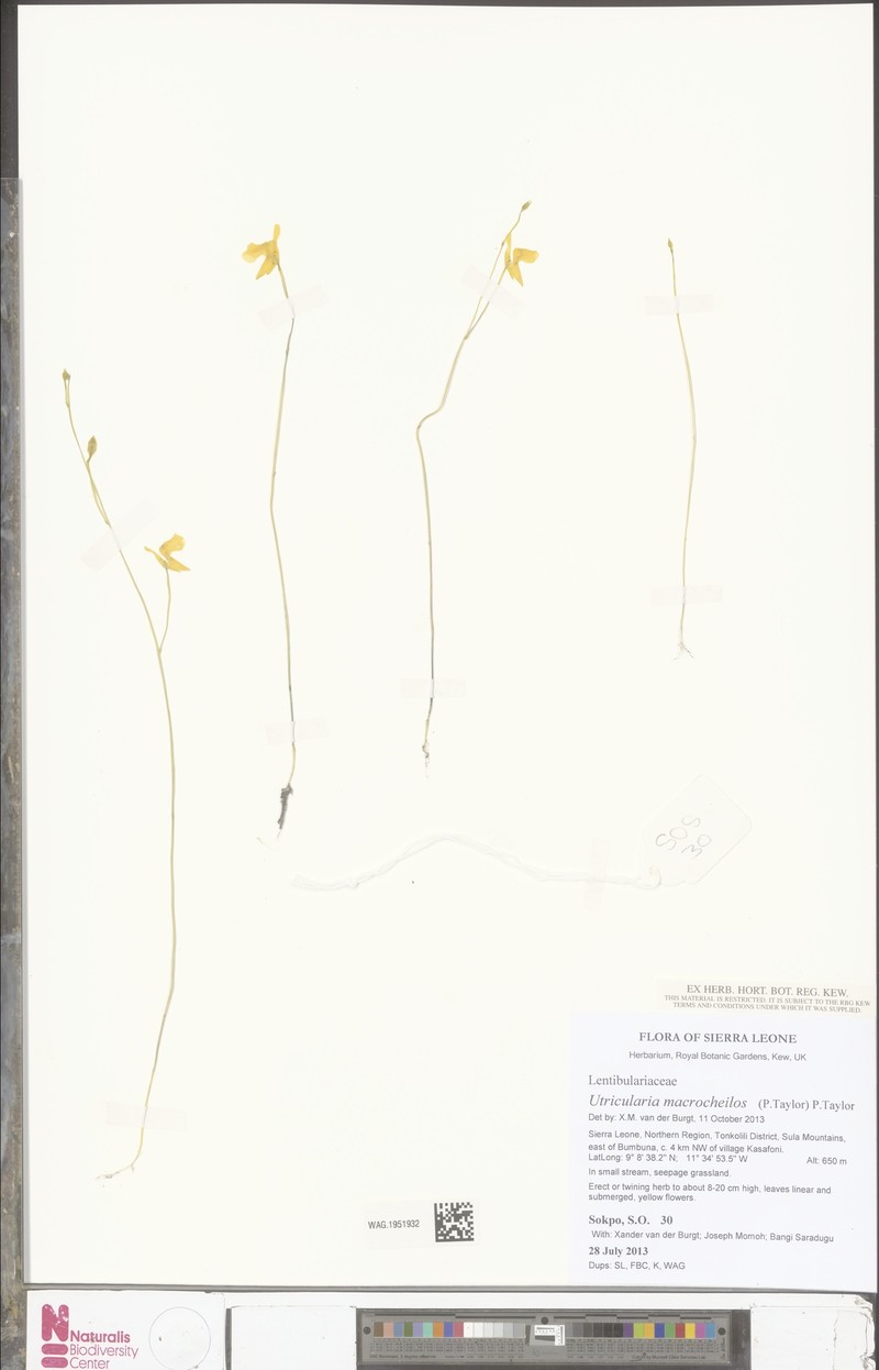 Utricularia macrocheilos photo 3