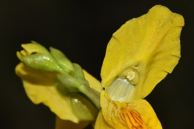 Common Bladderwort photo 3