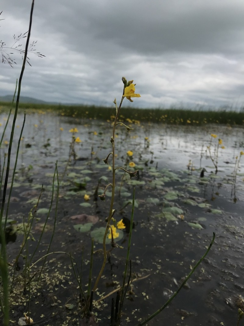 Common Bladderwort photo 4