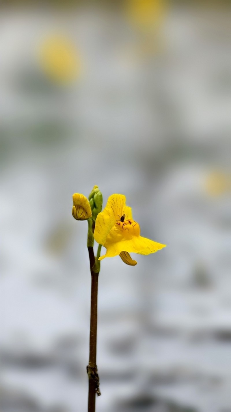 Common Bladderwort photo 5