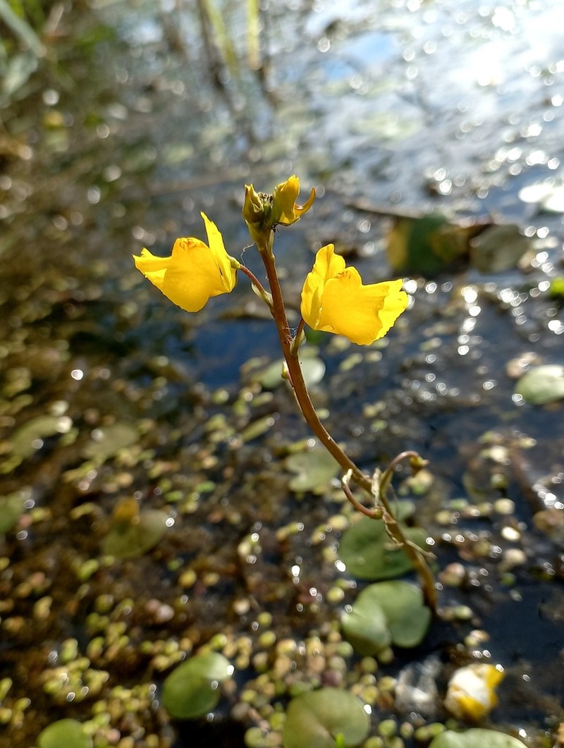 Common Bladderwort photo 6