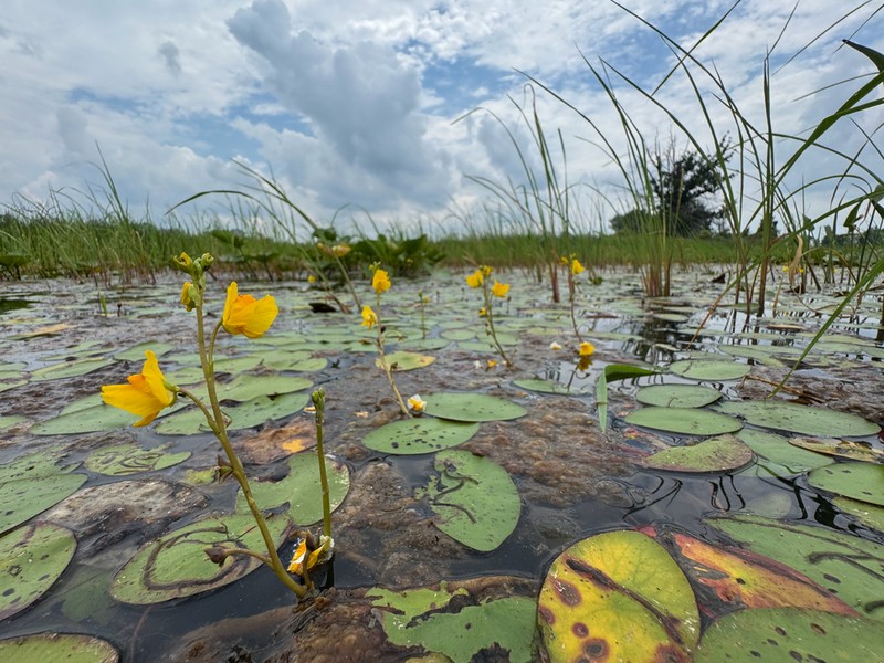 Common Bladderwort photo 7