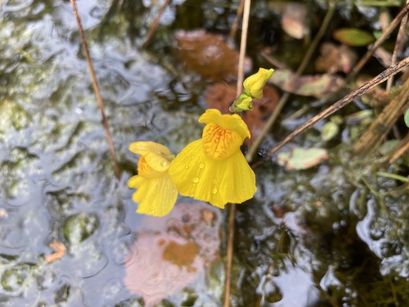 Common Bladderwort photo 8
