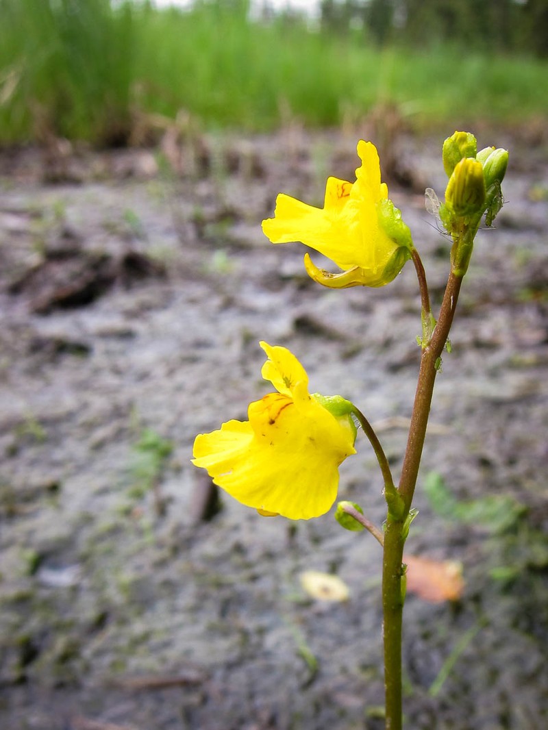 Common Bladderwort photo 2