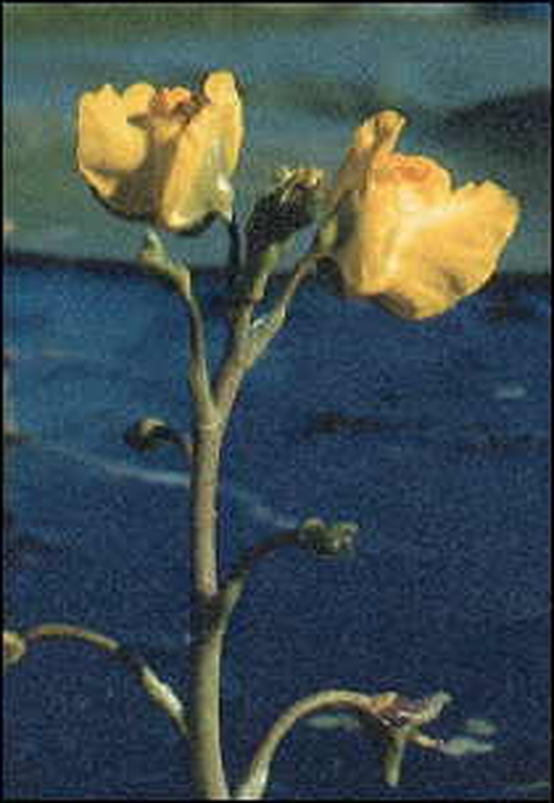 Common Bladderwort photo 3