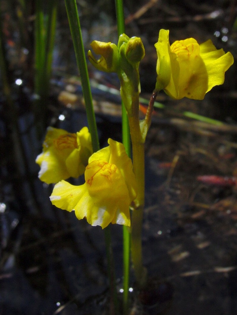 Common Bladderwort