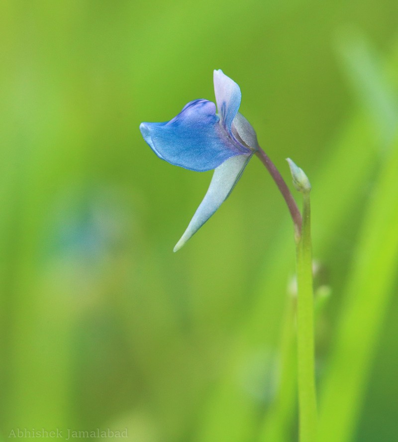 Utricularia malabarica