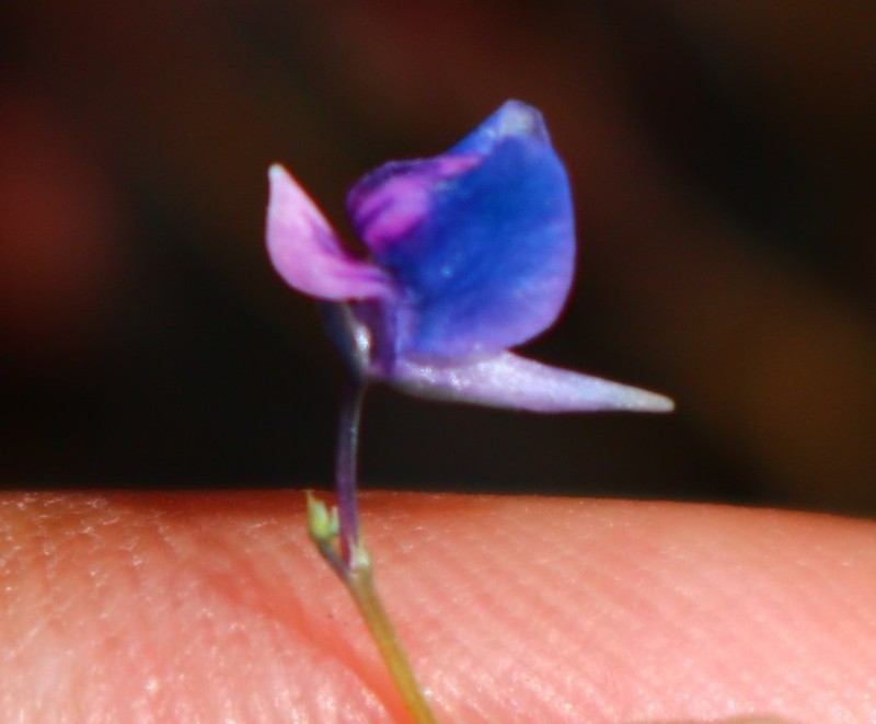Utricularia malabarica photo 2