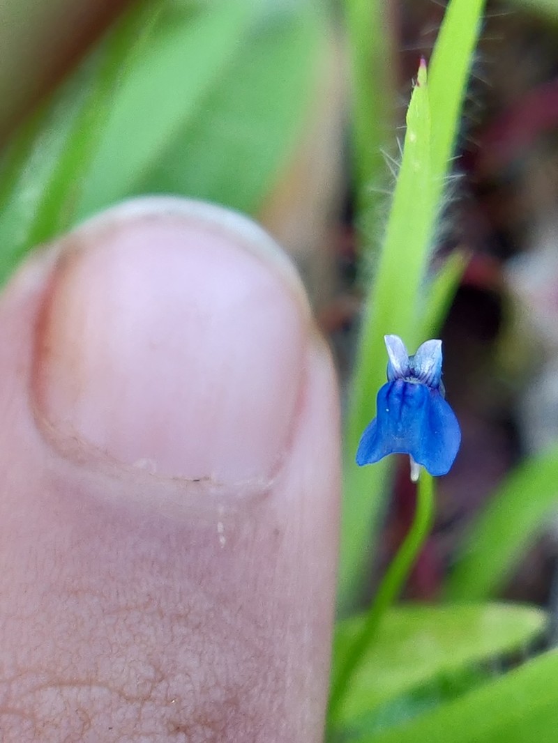 Utricularia malabarica photo 3