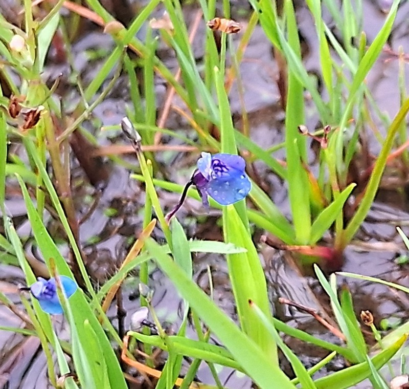 Utricularia malabarica photo 4