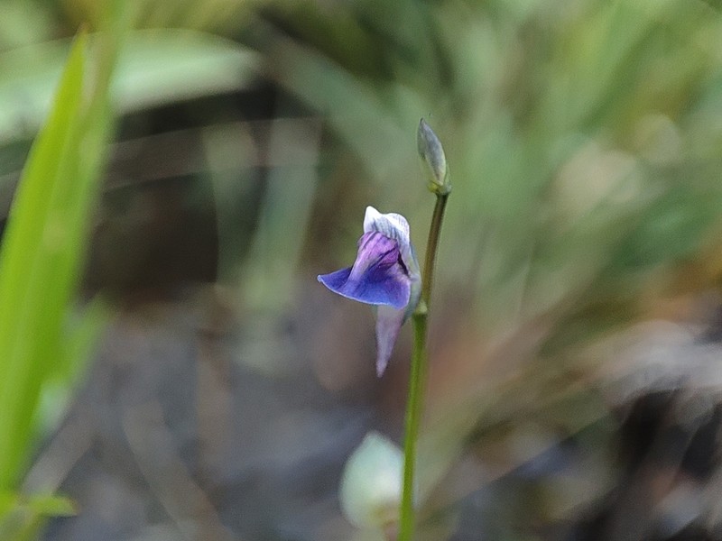 Utricularia malabarica photo 5