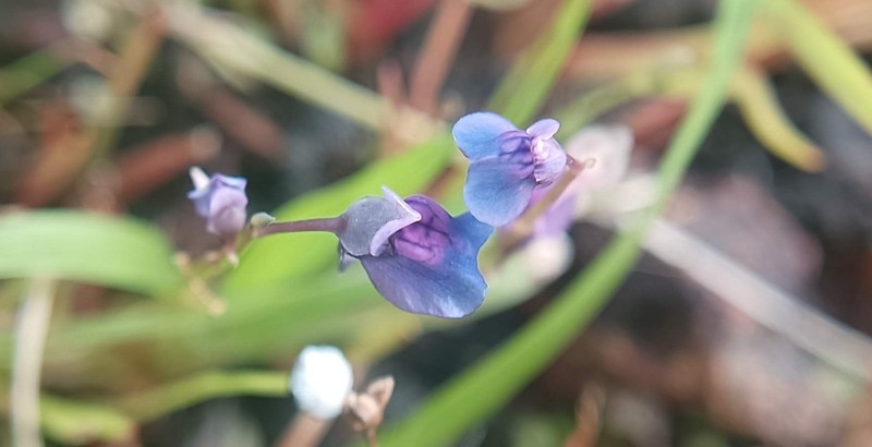 Utricularia malabarica photo 6