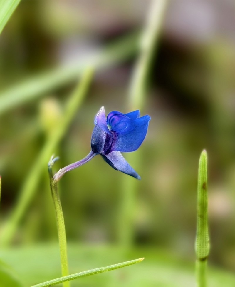 Utricularia malabarica photo 7