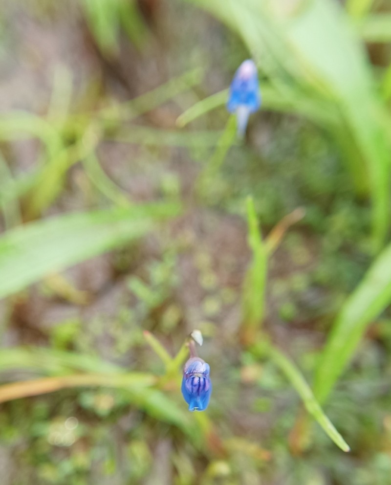 Utricularia malabarica photo 8
