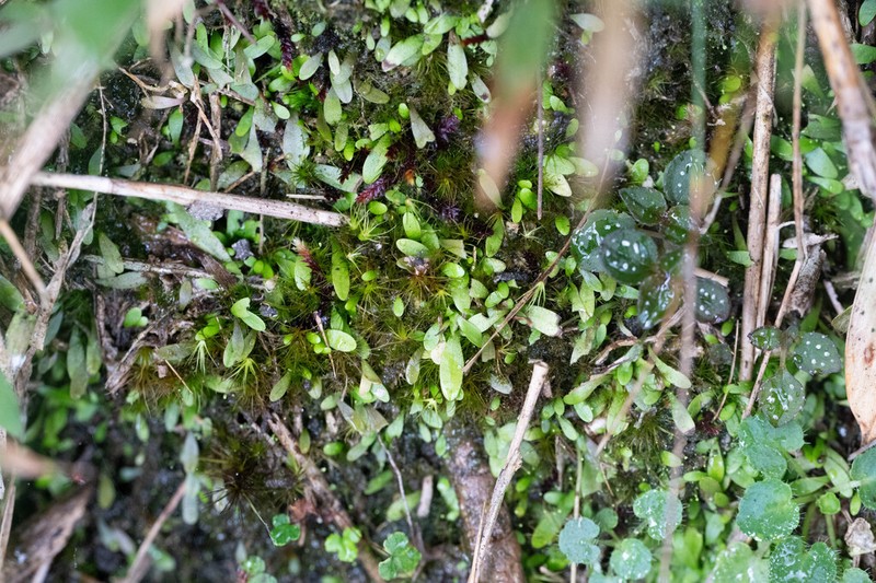 Utricularia mangshanensis