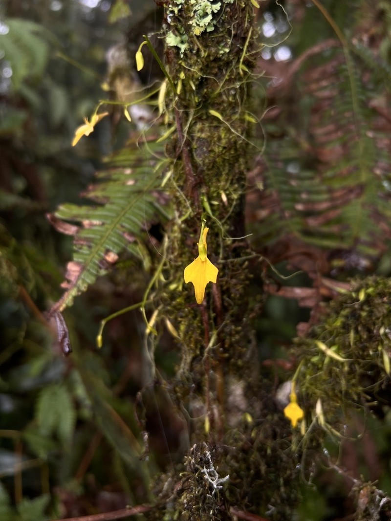 Utricularia mannii