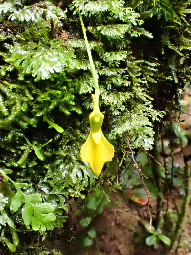 Utricularia mannii photo 3