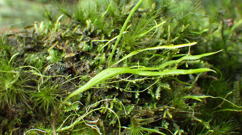 Utricularia mannii photo 4
