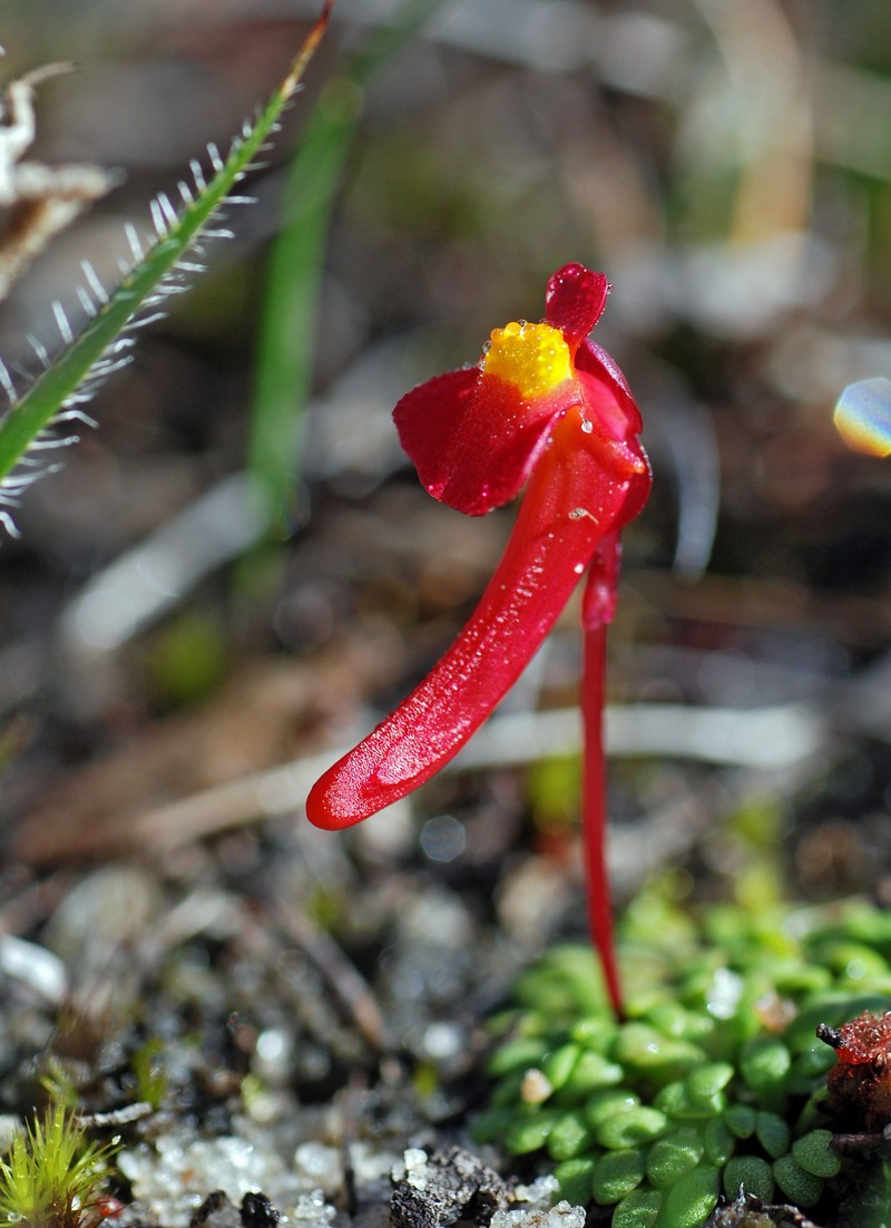 Utricularia menziesii
