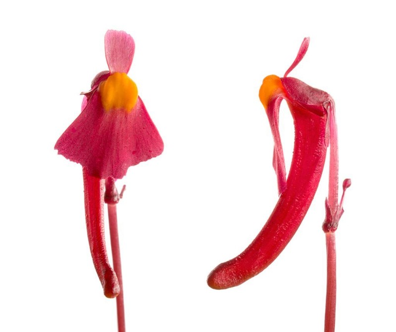 Utricularia menziesii photo 2