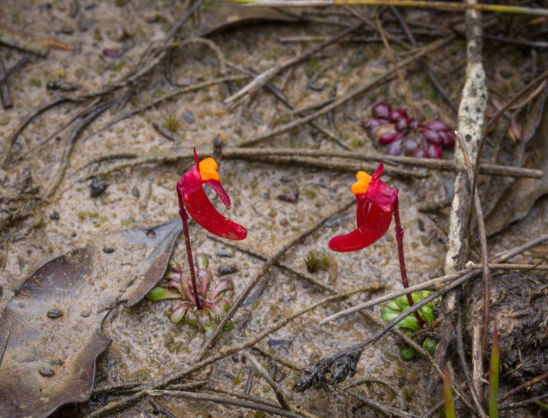 Utricularia menziesii photo 3
