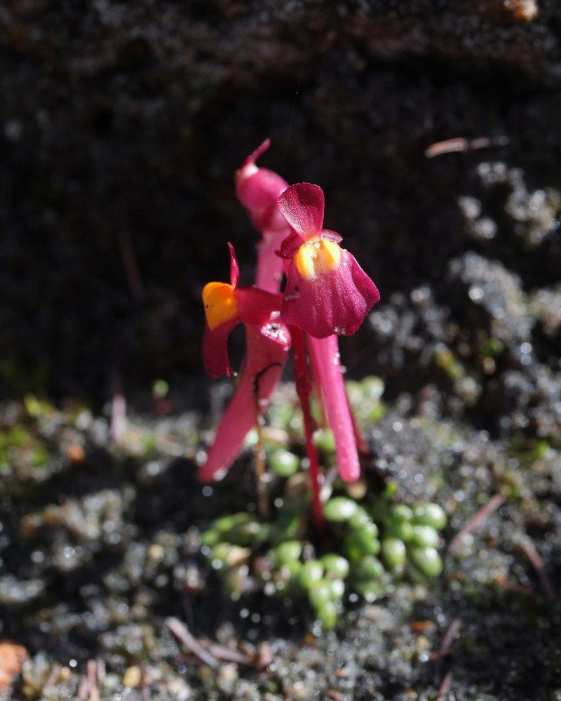 Utricularia menziesii photo 4