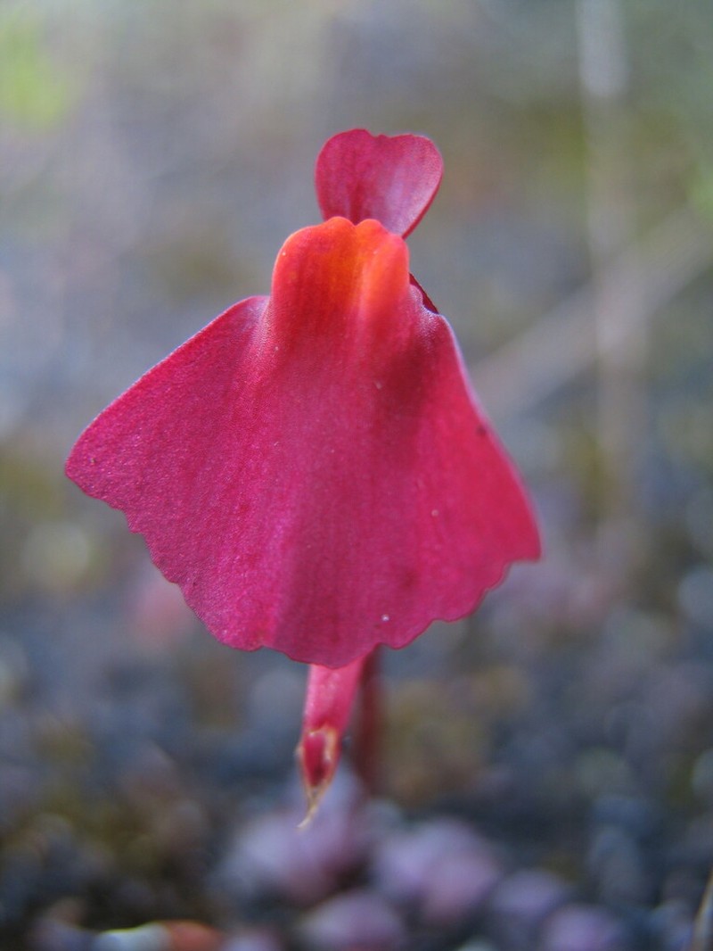 Utricularia menziesii photo 5