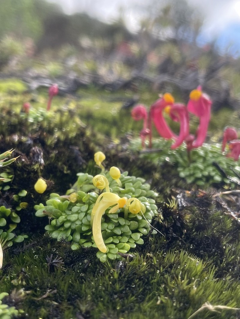 Utricularia menziesii photo 6