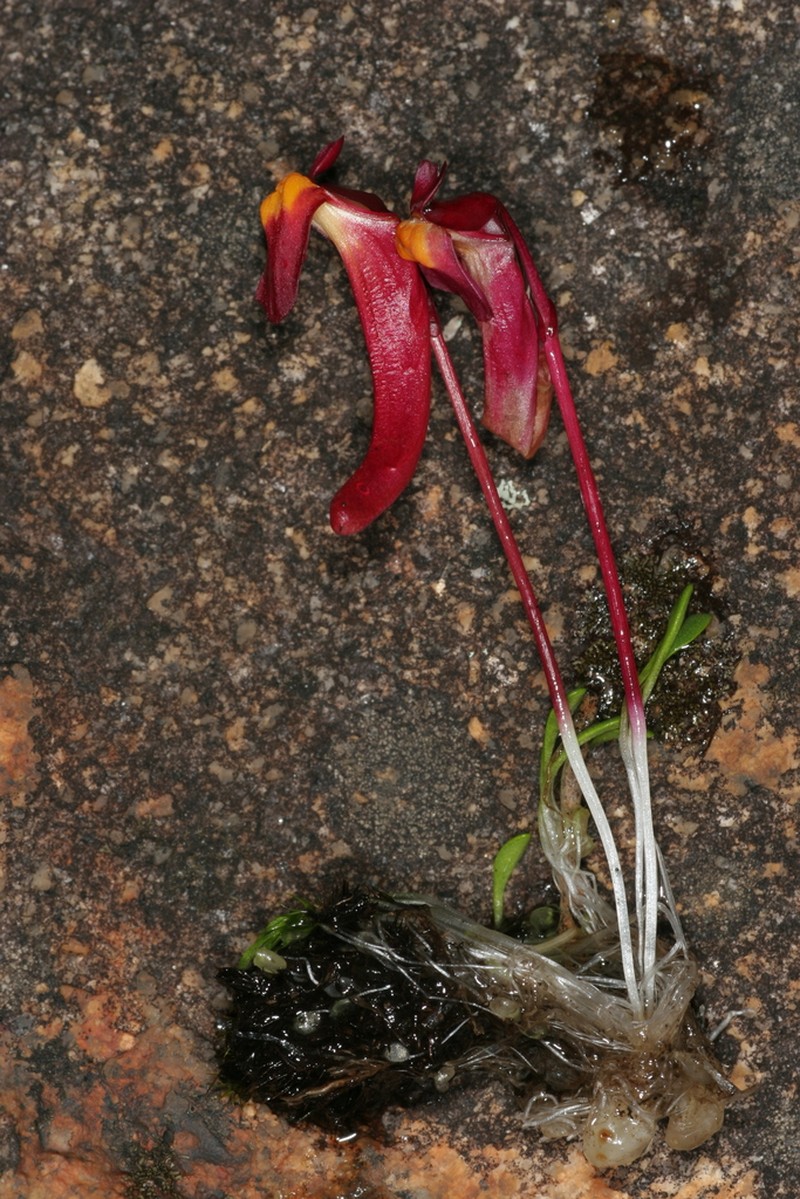 Utricularia menziesii photo 7