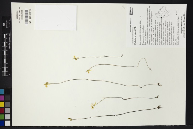 Utricularia meyeri