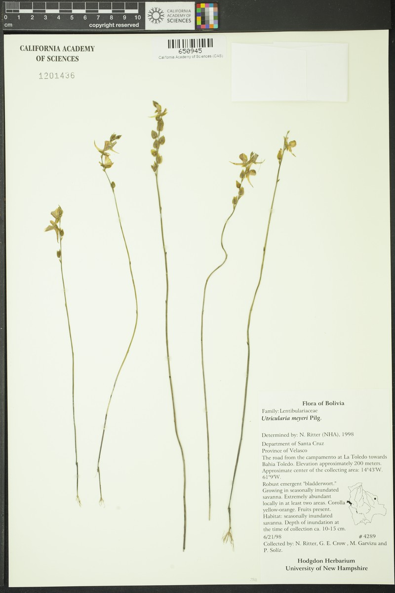 Utricularia meyeri photo 2