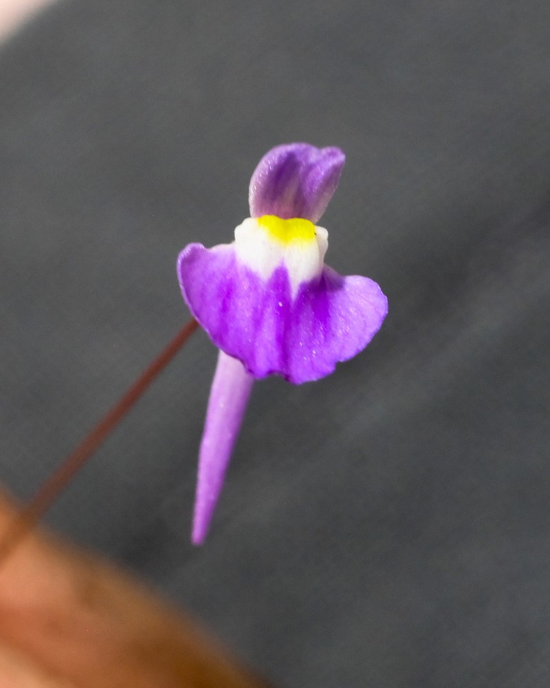 Utricularia microcalyx photo 2