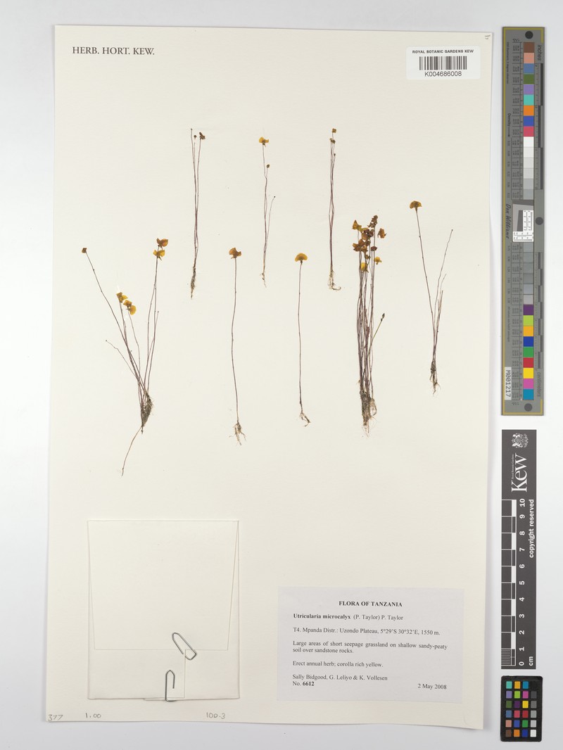 Utricularia microcalyx photo 3