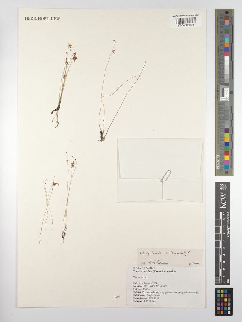 Utricularia microcalyx photo 5