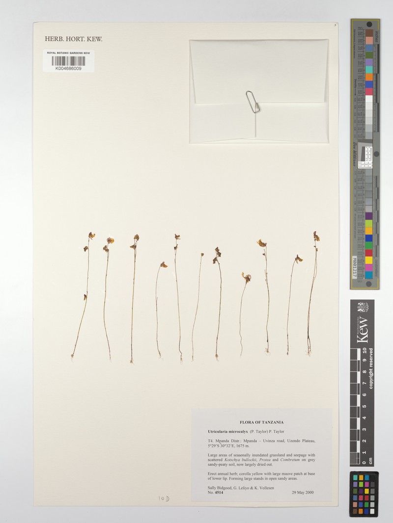 Utricularia microcalyx photo 6