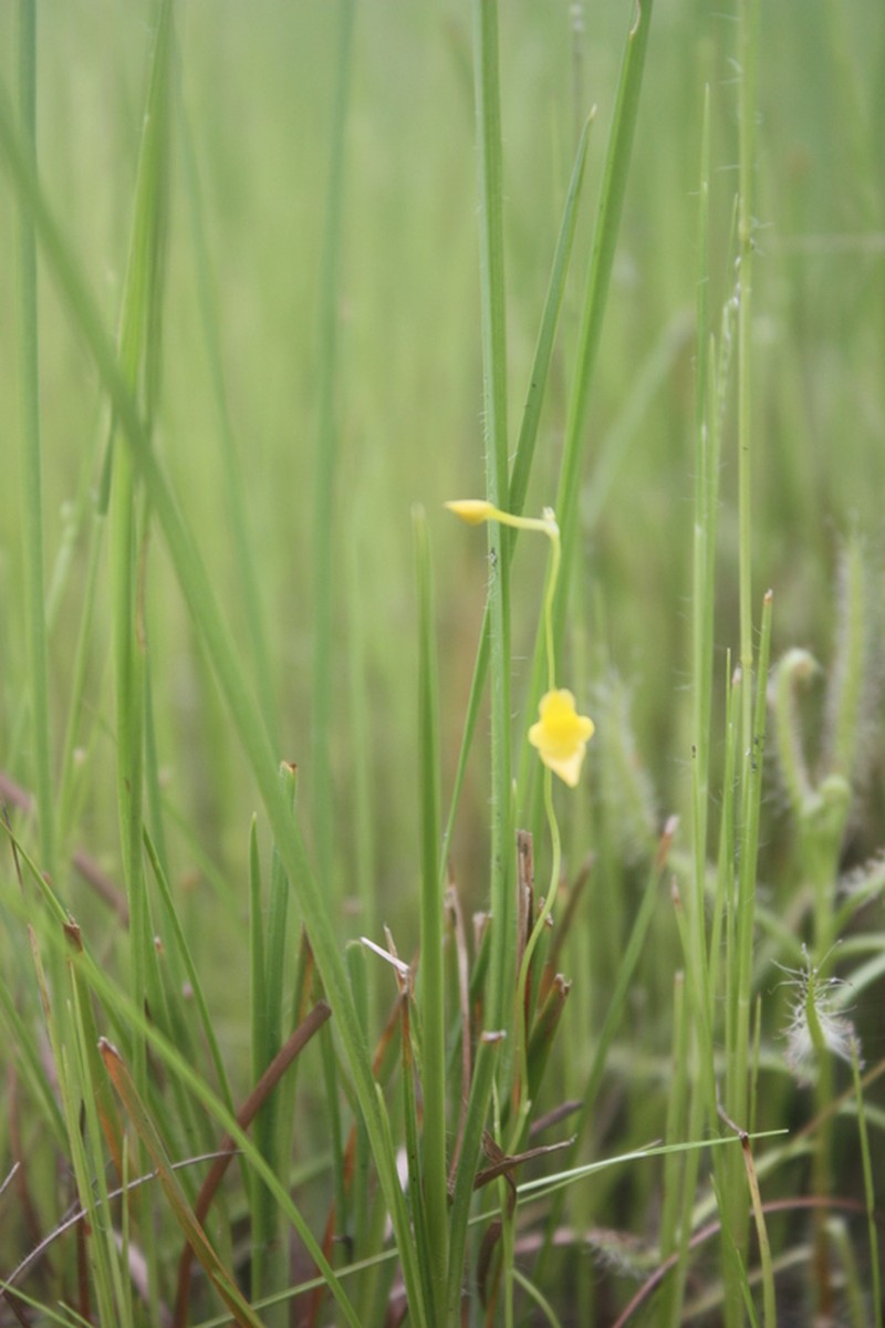 Utricularia micropetala photo 2