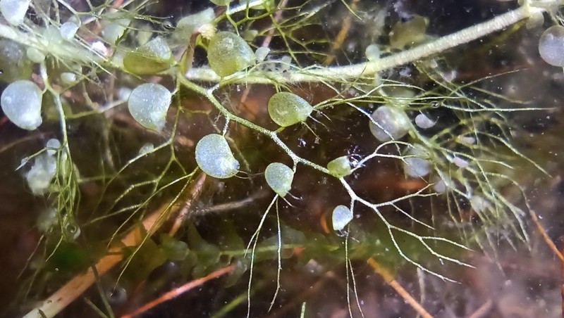 Lesser Bladderwort