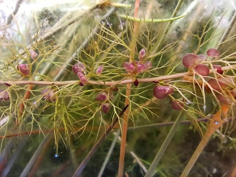 Lesser Bladderwort photo 2