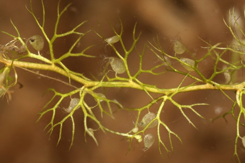 Lesser Bladderwort photo 3