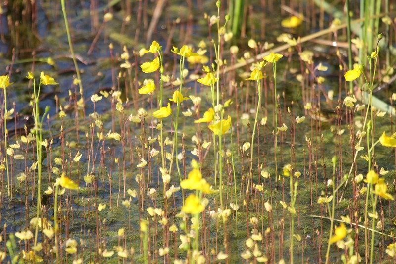Lesser Bladderwort photo 4