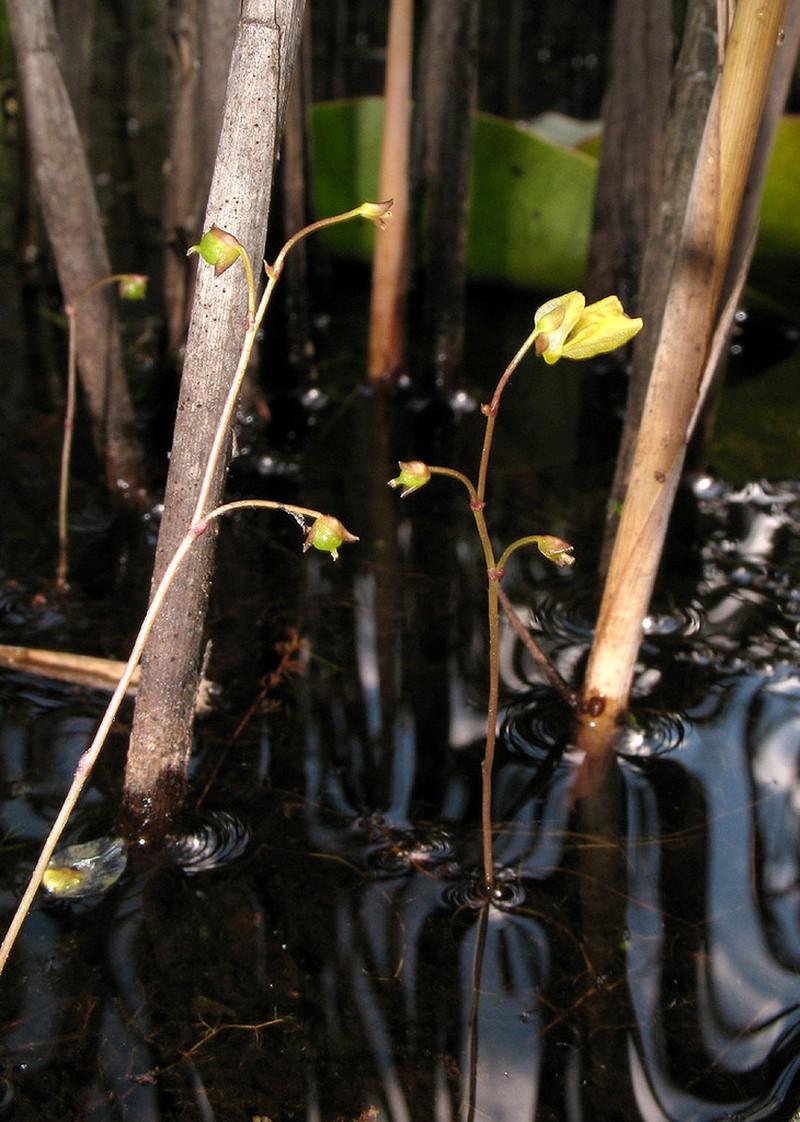 Lesser Bladderwort photo 5