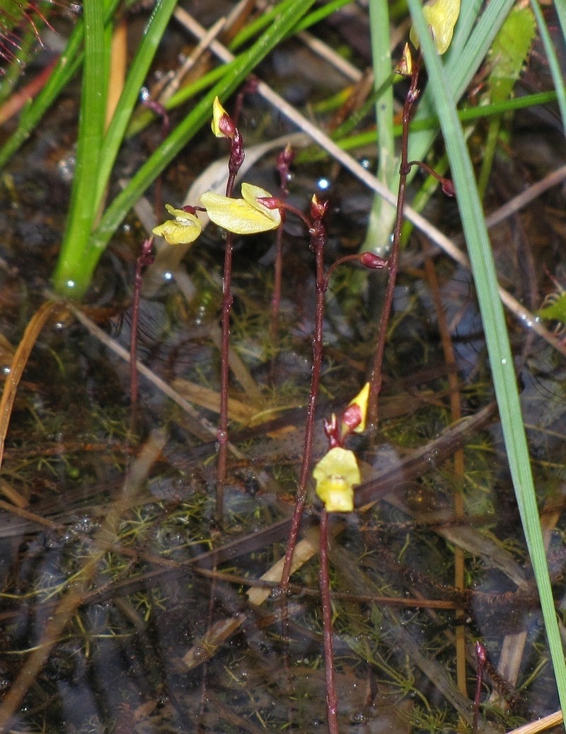 Lesser Bladderwort photo 6