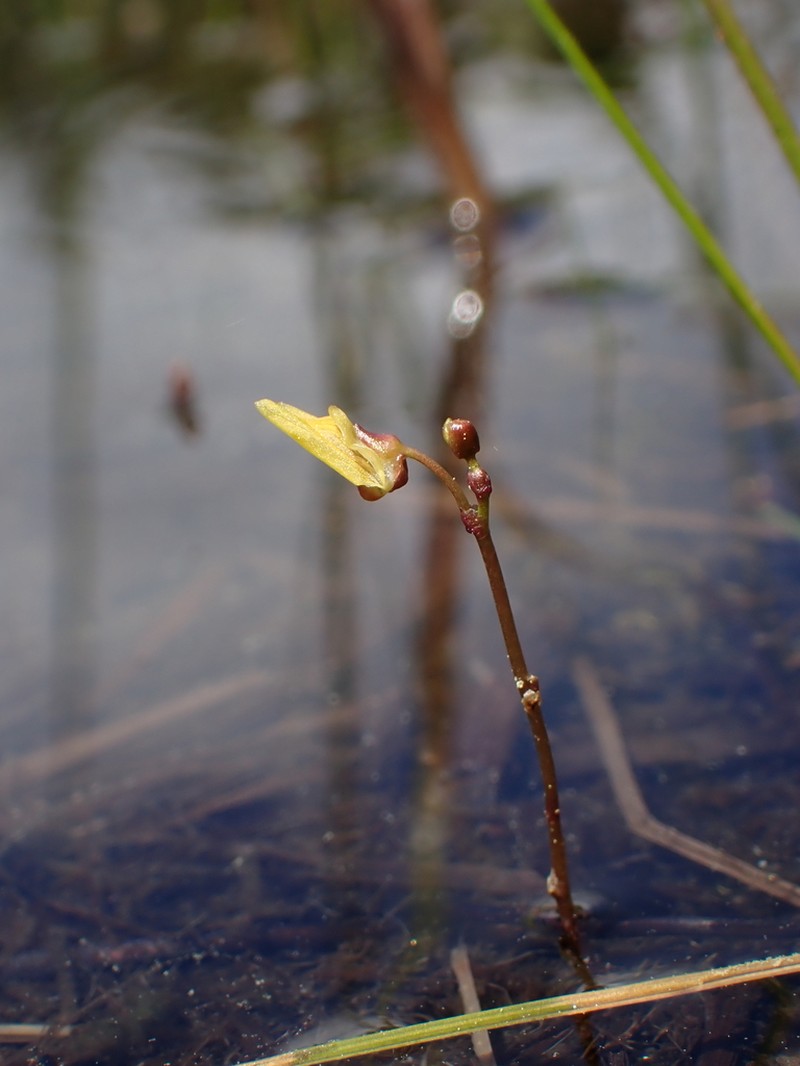 Lesser Bladderwort photo 7