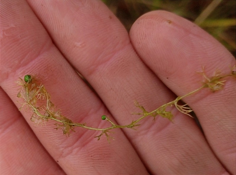 Lesser Bladderwort photo 8