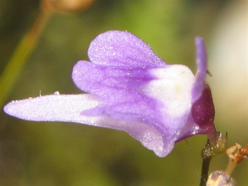 Utricularia minutissima
