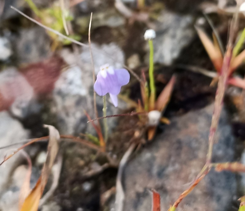 Utricularia minutissima photo 2