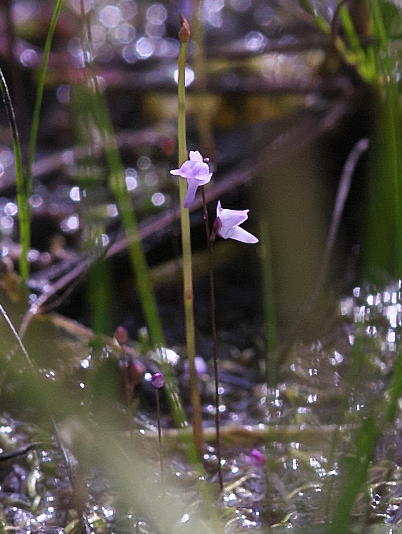 Utricularia minutissima photo 3