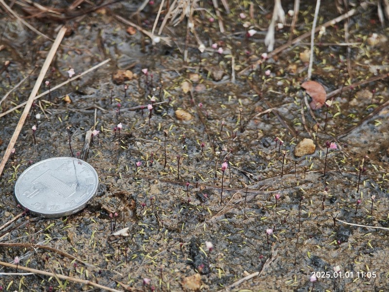 Utricularia minutissima photo 4