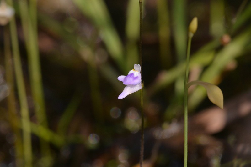 Utricularia minutissima photo 6